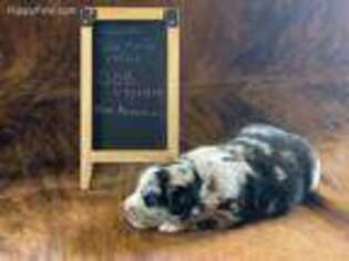 Miniature Australian Shepherd Puppy for sale in Preston, MN, USA