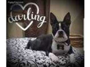 Boston Terrier Puppy for sale in Franklinville, NY, USA