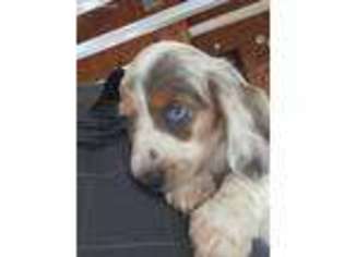 Dachshund Puppy for sale in Beaver Island, MI, USA