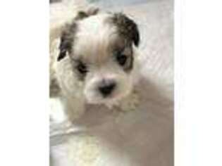 Shih-Poo Puppy for sale in Chisago City, MN, USA