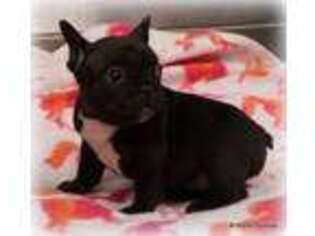 French Bulldog Puppy for sale in Royse City, TX, USA