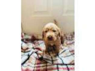 Labrador Retriever Puppy for sale in Yorktown, VA, USA