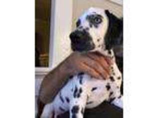 Dalmatian Puppy for sale in Clarks Summit, PA, USA