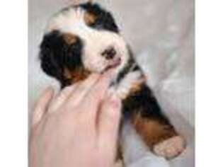 Bernese Mountain Dog Puppy for sale in Boring, OR, USA