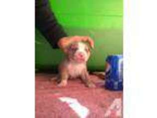 American Pit Bull Terrier Puppy for sale in CONCORD, CA, USA