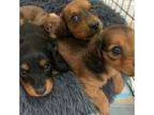 Dachshund Puppy for sale in Conifer, CO, USA