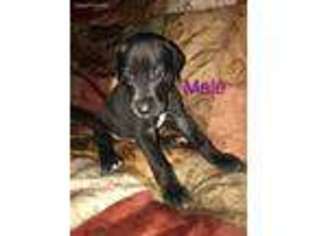 Great Dane Puppy for sale in Milton, PA, USA