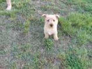 Scottish Terrier Puppy for sale in Seneca, MO, USA