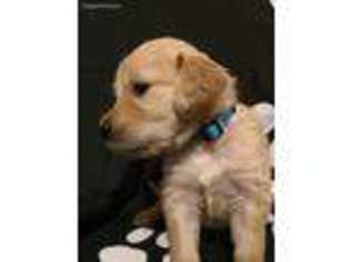 Golden Retriever Puppy for sale in Matawan, NJ, USA