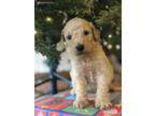 Labradoodle Puppy for sale in Fayetteville, TN, USA