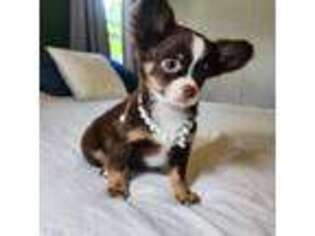 Chihuahua Puppy for sale in Hazleton, PA, USA
