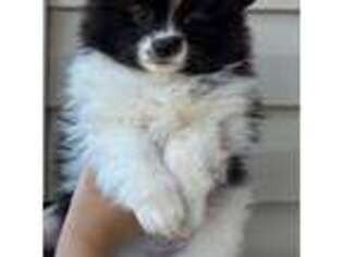 Pomeranian Puppy for sale in Spartanburg, SC, USA