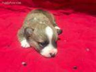 Pembroke Welsh Corgi Puppy for sale in Axtell, UT, USA
