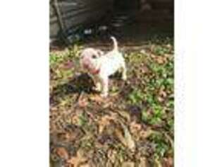 Bull Terrier Puppy for sale in Tomball, TX, USA