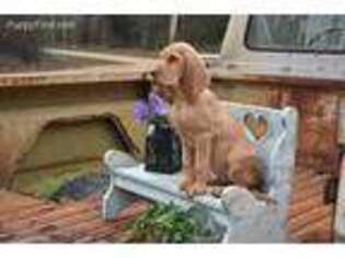 Bloodhound Puppy for sale in New Edinburg, AR, USA