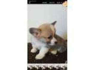 Pembroke Welsh Corgi Puppy for sale in Goldsboro, NC, USA