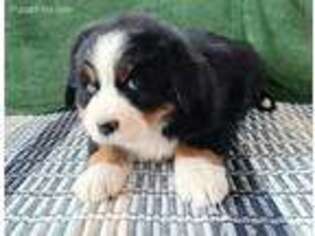 Bernese Mountain Dog Puppy for sale in Monte Vista, CO, USA