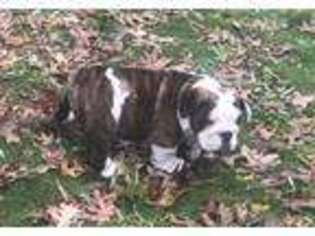 Bulldog Puppy for sale in Shirley, NY, USA