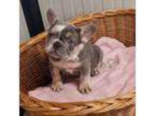 French Bulldog Puppy for sale in Broadview Heights, OH, USA