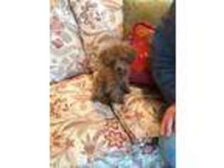 Mutt Puppy for sale in Apalachin, NY, USA