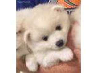 American Eskimo Dog Puppy for sale in Denton, TX, USA