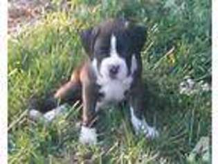 Boxer Puppy for sale in SOUTH HAVEN, MI, USA