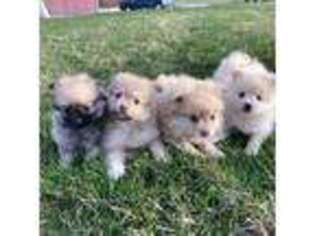 Pomeranian Puppy for sale in Downing, MO, USA