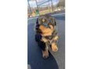 Rottweiler Puppy for sale in CROWNSVILLE, MD, USA