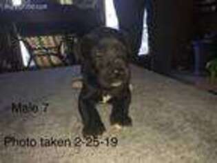 Great Dane Puppy for sale in Boaz, KY, USA