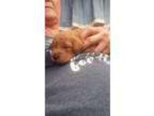 Labradoodle Puppy for sale in Felton, DE, USA
