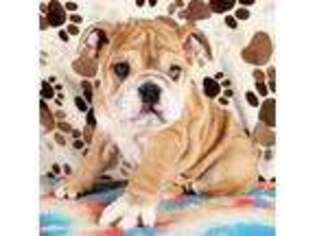 Bulldog Puppy for sale in Colorado Springs, CO, USA