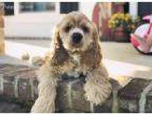 Cocker Spaniel Puppy for sale in Doerun, GA, USA