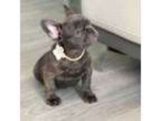 French Bulldog Puppy for sale in Inverness, FL, USA