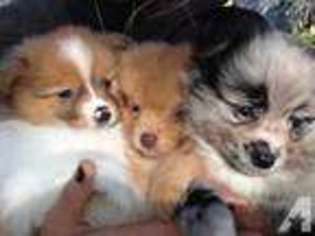 Pomeranian Puppy for sale in NEW PORT RICHEY, FL, USA