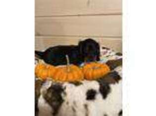 Dachshund Puppy for sale in Reading, PA, USA