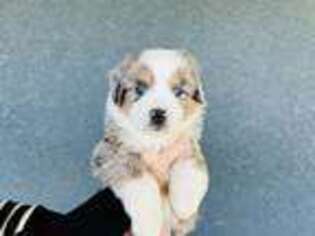 Miniature Australian Shepherd Puppy for sale in Orland, CA, USA