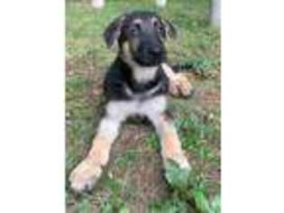 German Shepherd Dog Puppy for sale in Sturbridge, MA, USA