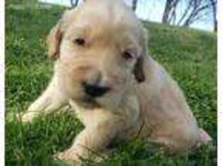Labradoodle Puppy for sale in Little Elm, TX, USA