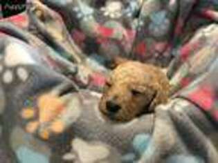 Goldendoodle Puppy for sale in Anderson, TX, USA