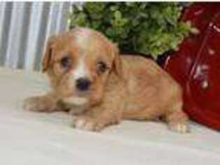 Cavapoo Puppy for sale in Tuscola, IL, USA