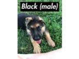German Shepherd Dog Puppy for sale in Ellsworth, MN, USA