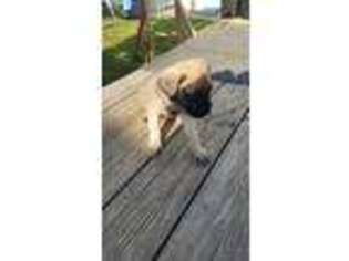 Mastiff Puppy for sale in Colona, IL, USA