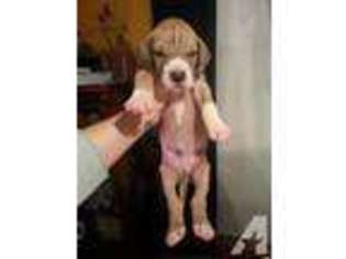Great Dane Puppy for sale in PORT WASHINGTON, OH, USA