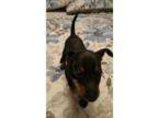 Mutt Puppy for sale in Loveland, OH, USA