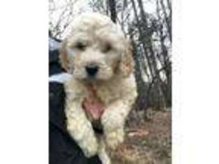 Goldendoodle Puppy for sale in Robbinsville, NC, USA