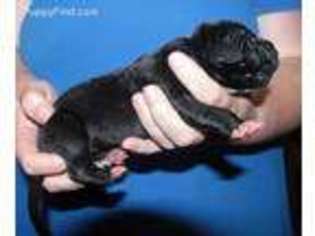 Great Dane Puppy for sale in Jacksonville, NC, USA