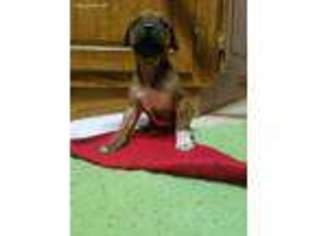 Rhodesian Ridgeback Puppy for sale in Calhoun, IL, USA