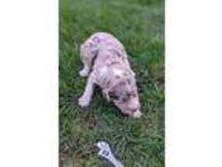 Australian Shepherd Puppy for sale in Canaseraga, NY, USA