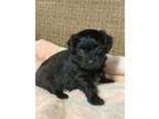 Yorkshire Terrier Puppy for sale in Salisbury, NC, USA