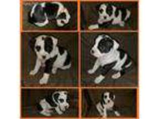 Olde English Bulldogge Puppy for sale in Lampasas, TX, USA